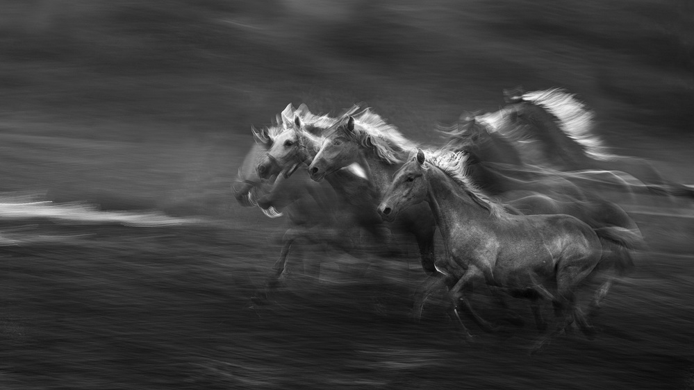 Horses in the gallop von Milan Malovrh