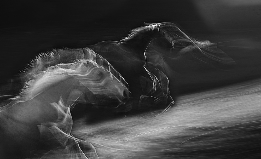 Horses in gallop von Milan Malovrh