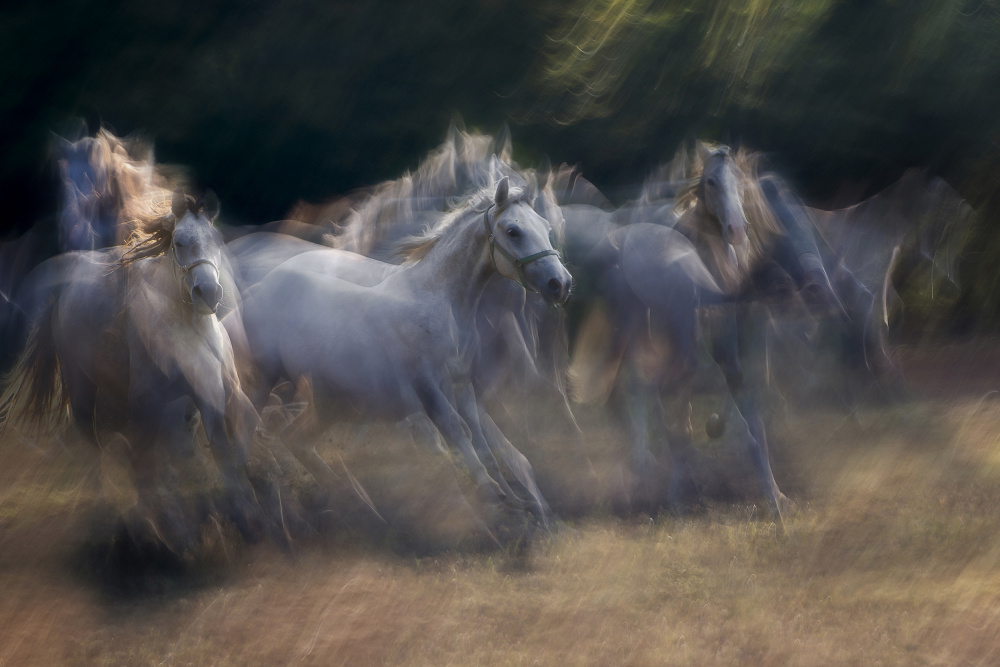 horses running von Milan Malovrh