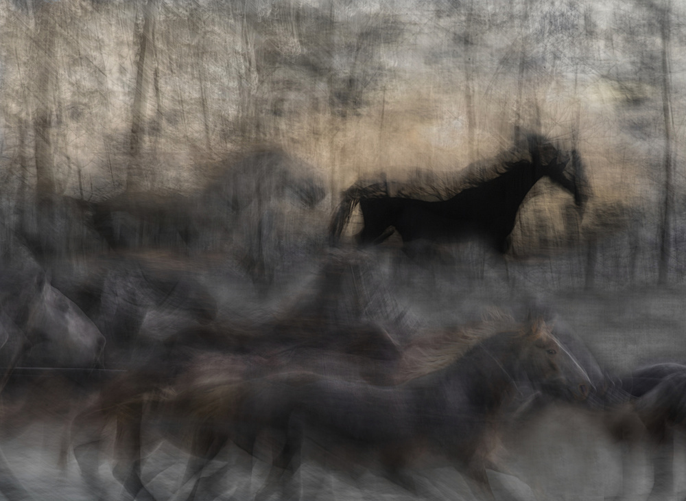 horse rush von Milan Malovrh