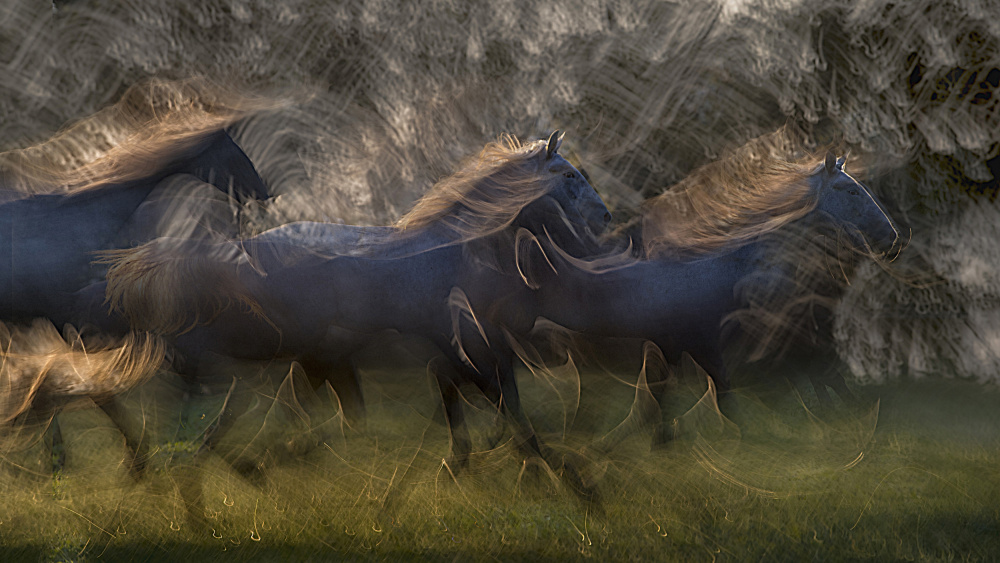 Horse run von Milan Malovrh