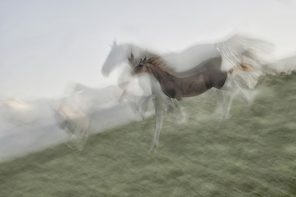 Horse Sequence von Milan Malovrh