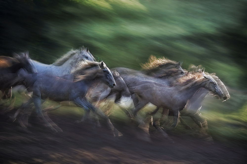 horse drill von Milan Malovrh