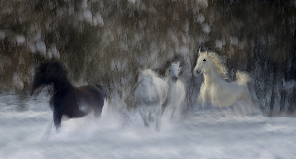 fun in the snow von Milan Malovrh