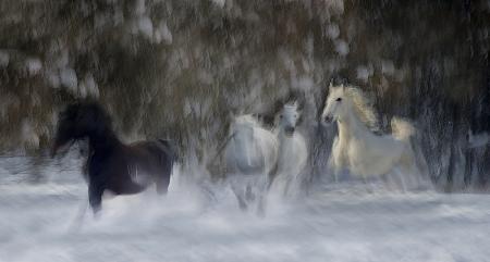 fun in the snow