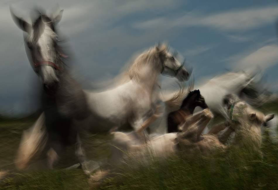 Play in grass von Milan Malovrh