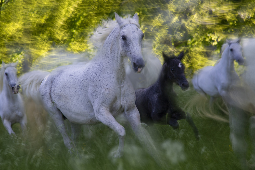 Mare and foal von Milan Malovrh