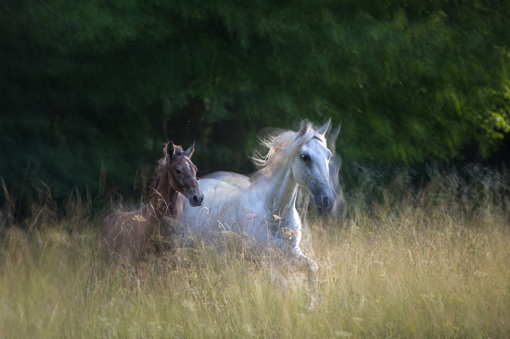 Mare and fily von Milan Malovrh