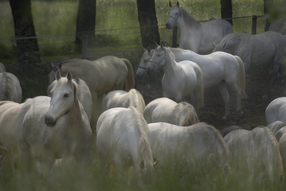 Pasturage von Milan Malovrh