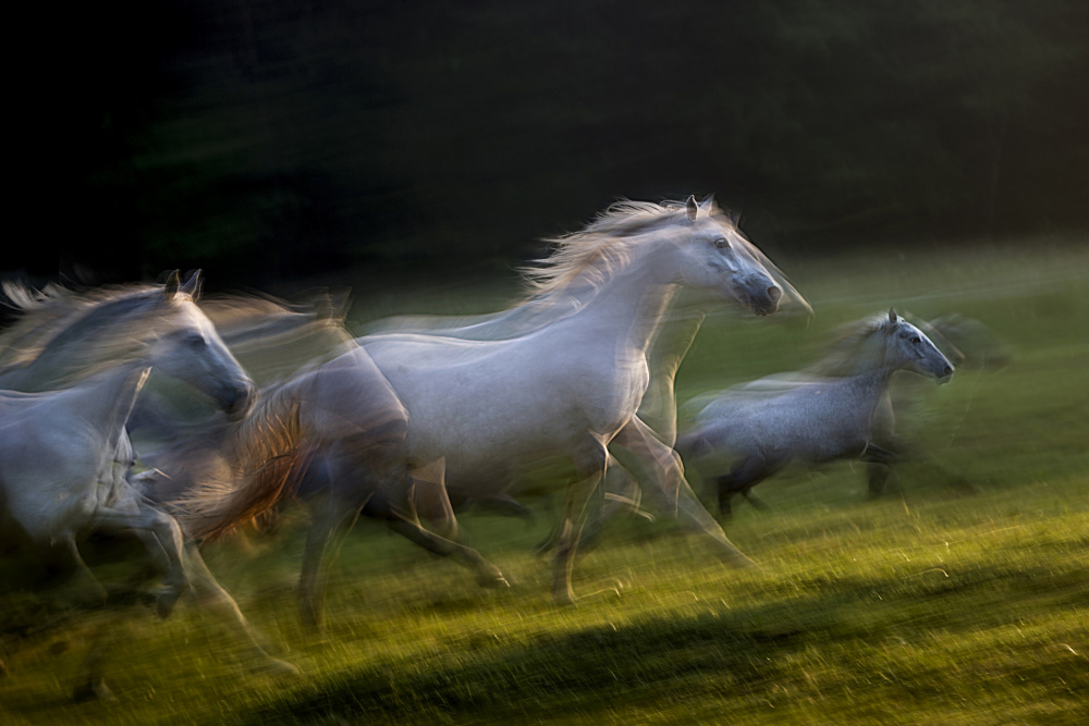 white dominance von Milan Malovrh