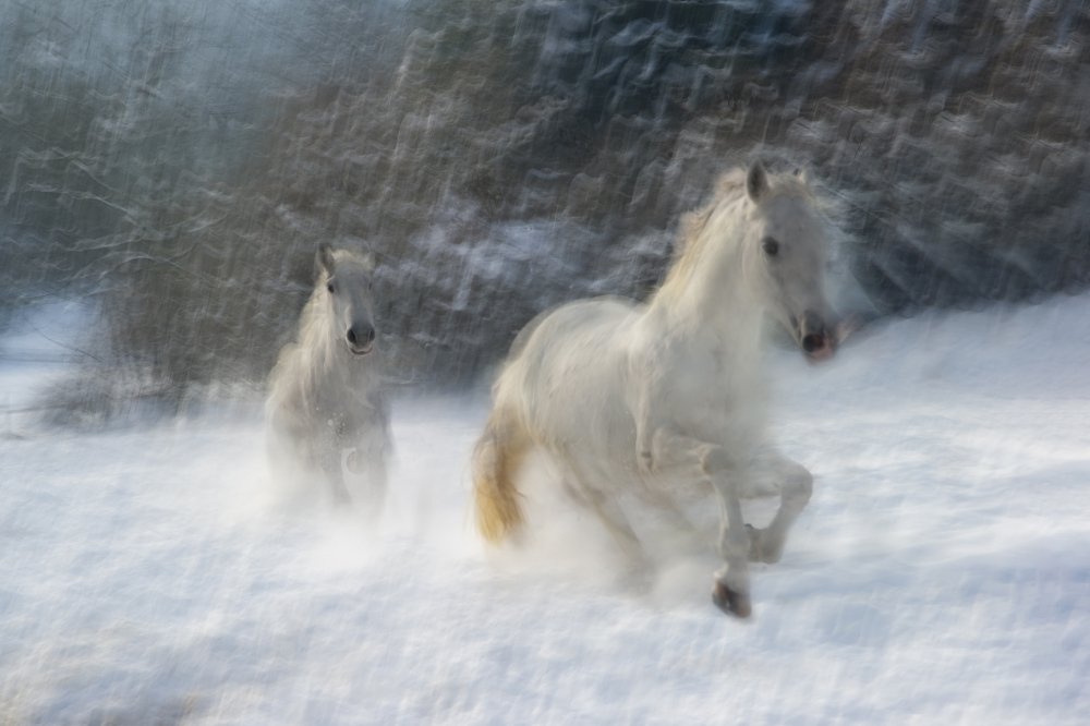 winter joy von Milan Malovrh