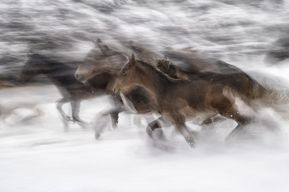 winter gallop von Milan Malovrh