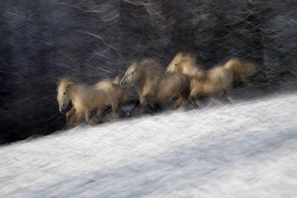 winter contrasts von Milan Malovrh