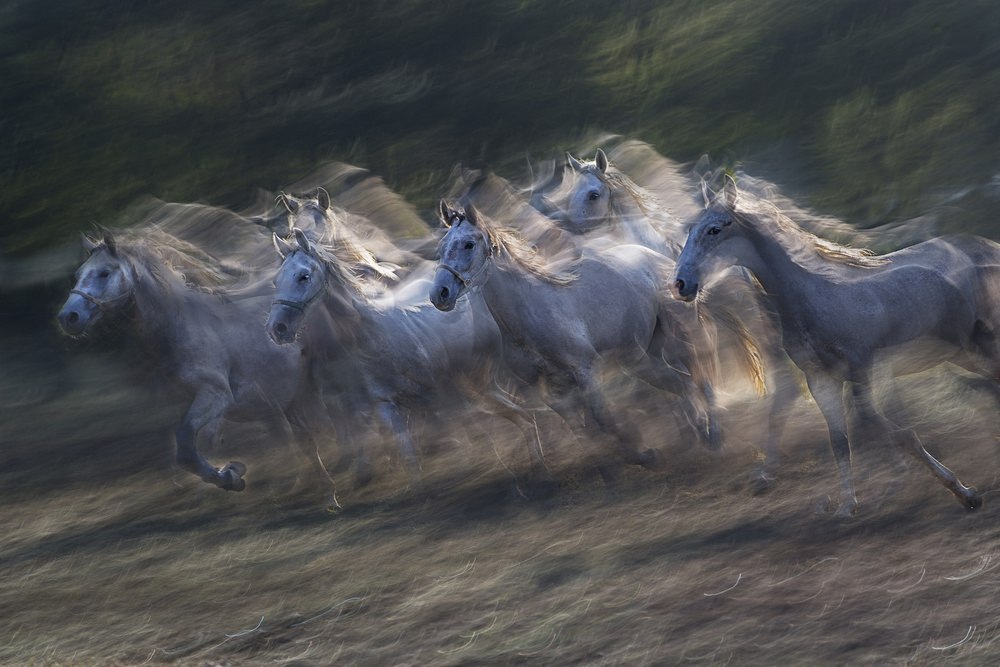 two-year-olds in a gallop von Milan Malovrh