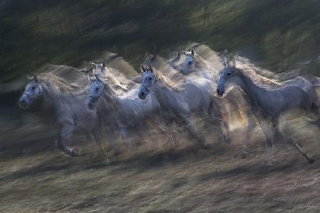 two-year-olds in a gallop