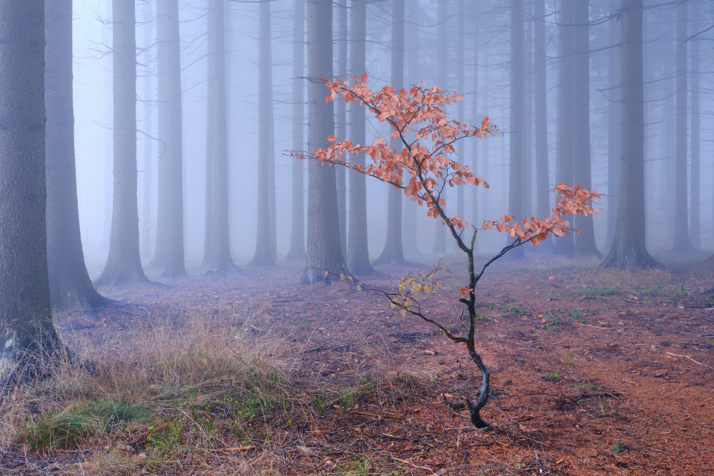 Alone von Milan Riha