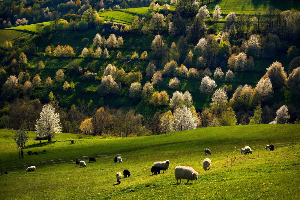 In a meadow von Milan Uhrin  AFIAP AZSF