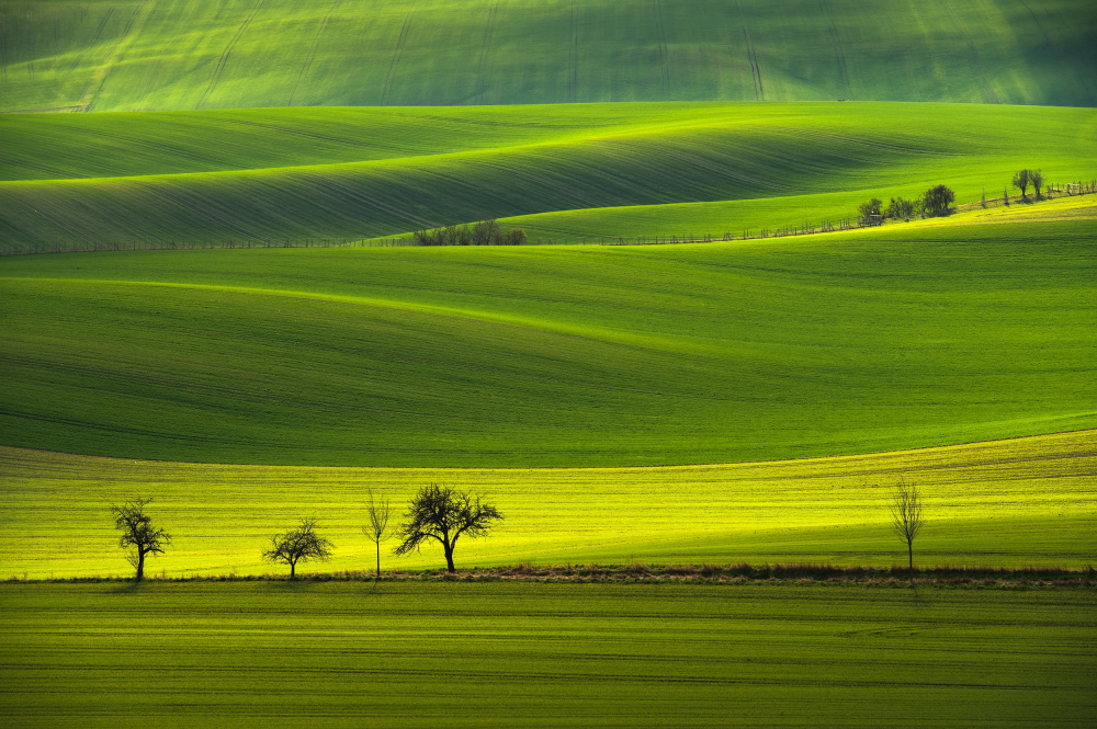 Trees in the waves von Milan Uhrin  AFIAP AZSF