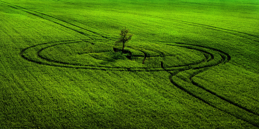 Tree in lines von Milan Uhrin  AFIAP AZSF