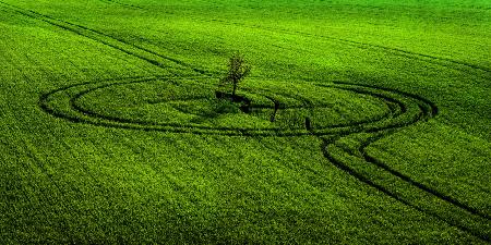 Tree in lines