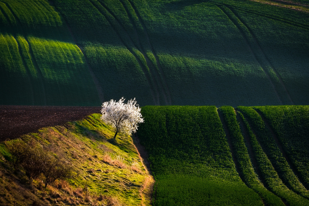 A flowering tree in the waves von Milan Uhrin  AFIAP AZSF