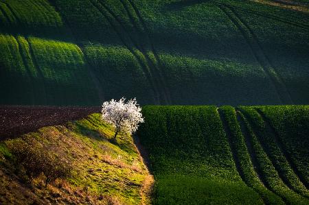 A flowering tree in the waves