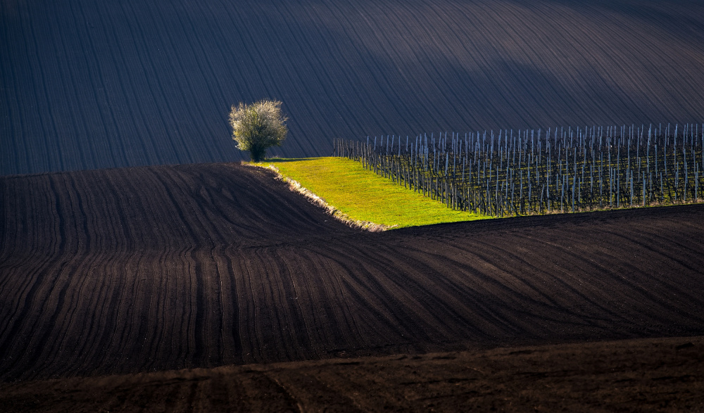 Vrbický vineyard von Milan Uhrin  AFIAP AZSF