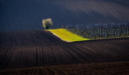 Vrbický vineyard