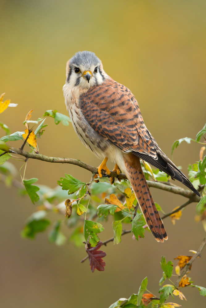 American kestrel von Milan Zygmunt