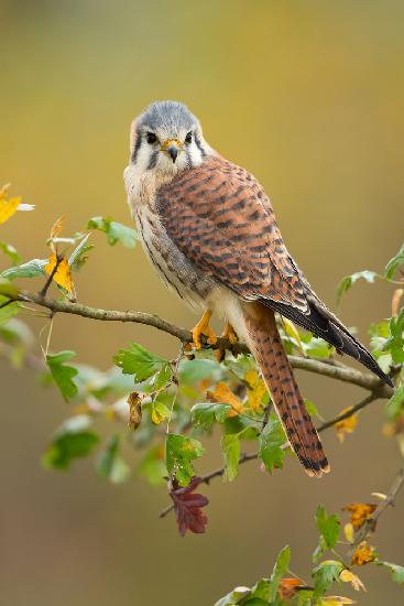 American kestrel