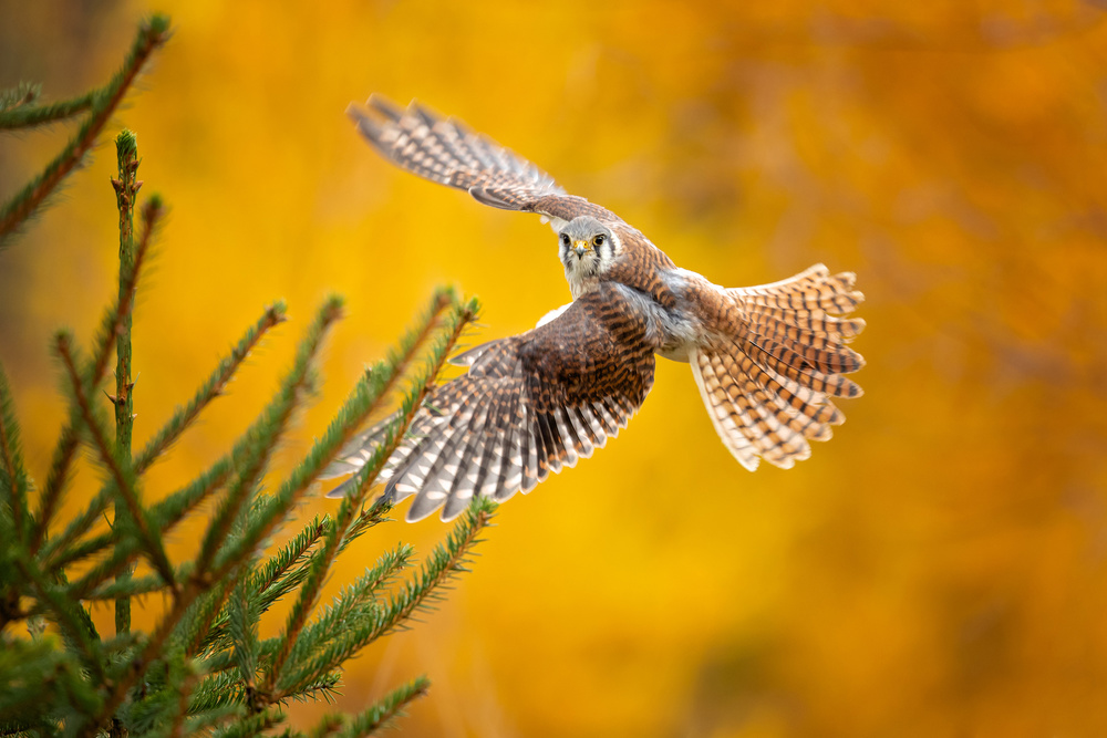 American Kestrel von Milan Zygmunt