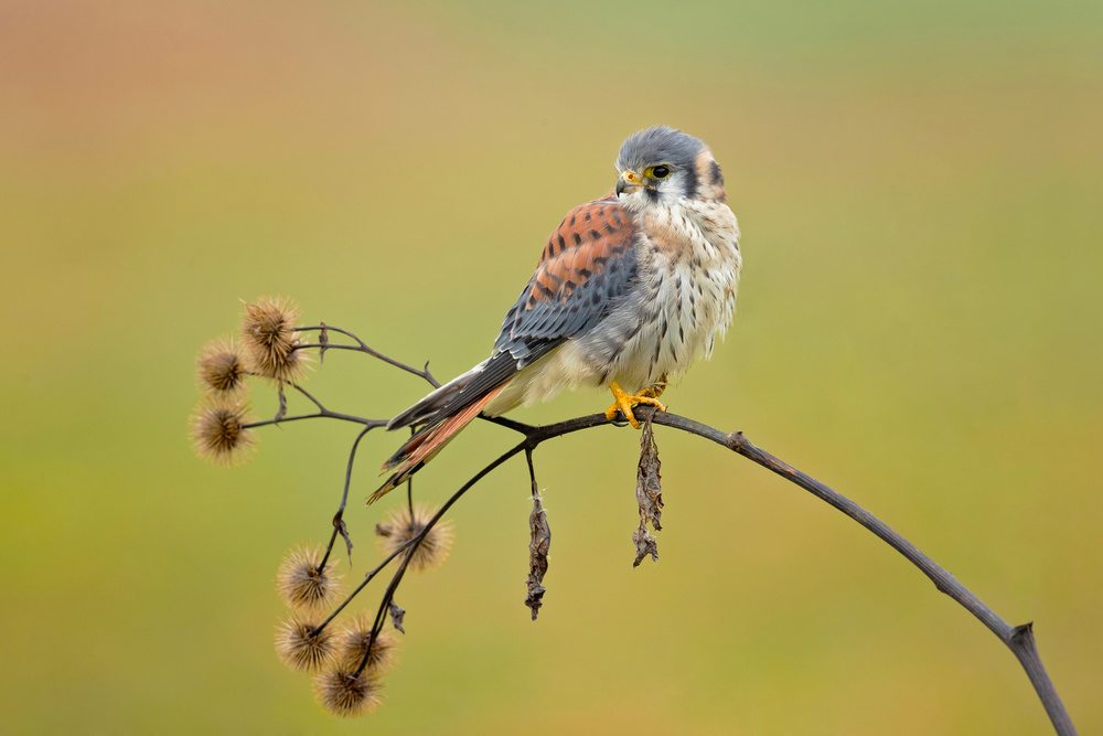 American Kestrel von Milan Zygmunt