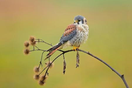 American Kestrel