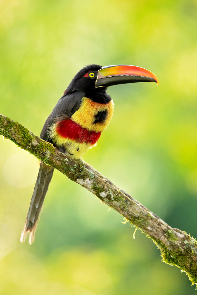 Fiery-billed aracari von Milan Zygmunt