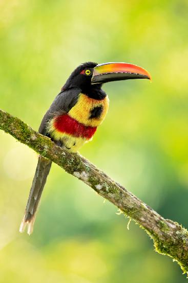 Fiery-billed aracari