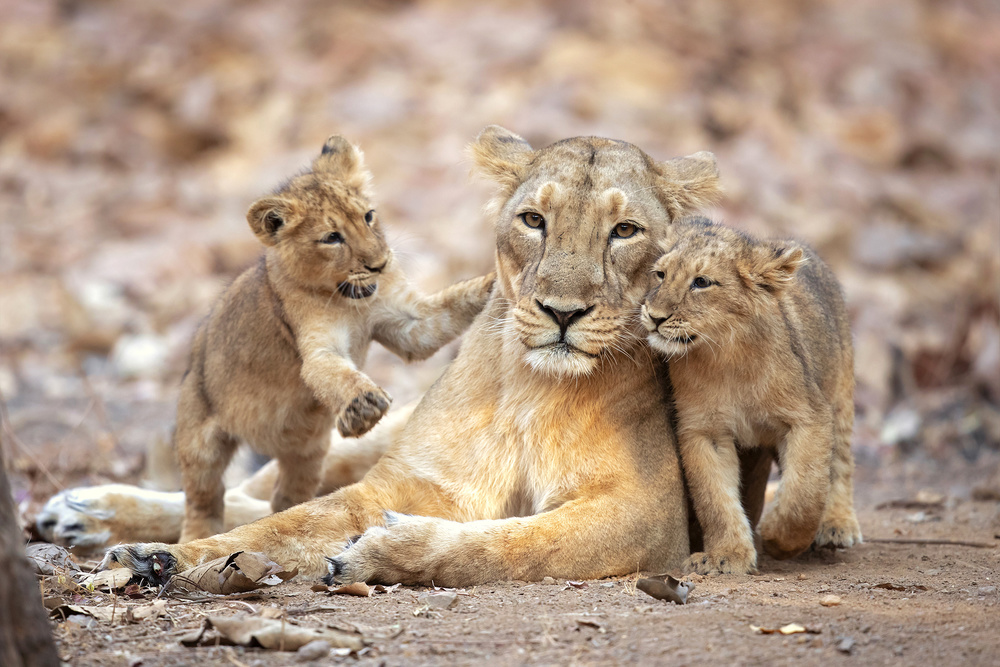 Asiatic lioness von Milan Zygmunt