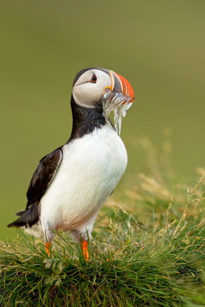 Atlantic Puffin von Milan Zygmunt