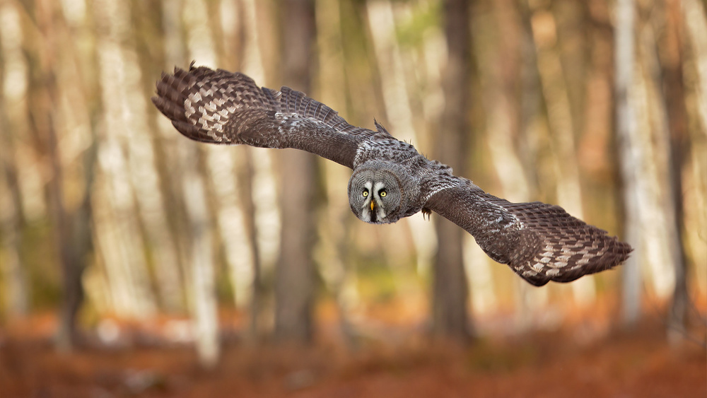 Great Grey Owl von Milan Zygmunt