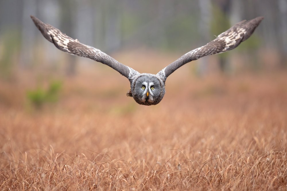 Great grey owl von Milan Zygmunt