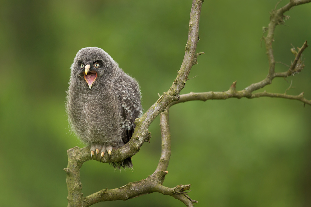 Great Grey Owl von Milan Zygmunt