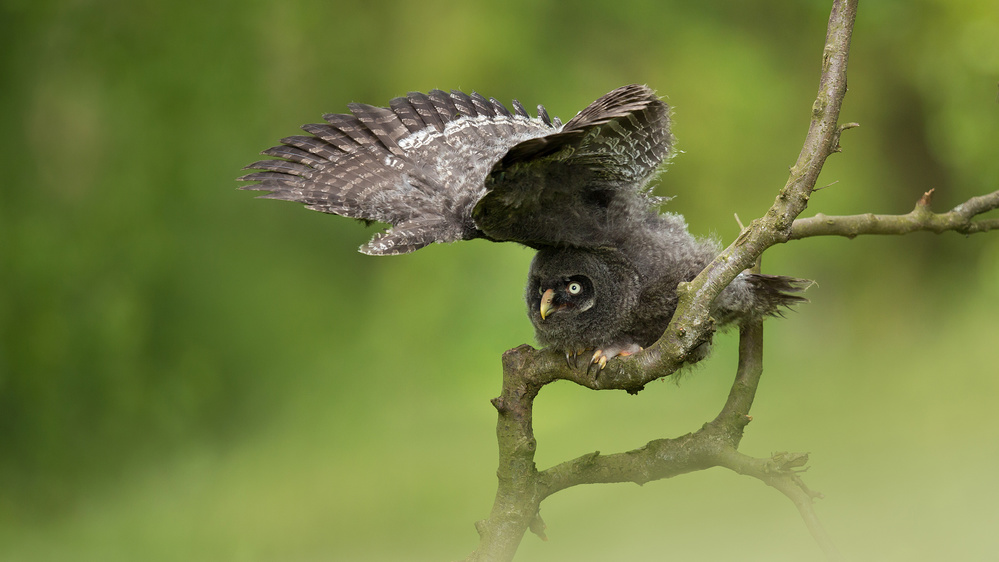 Great Grey Owl von Milan Zygmunt