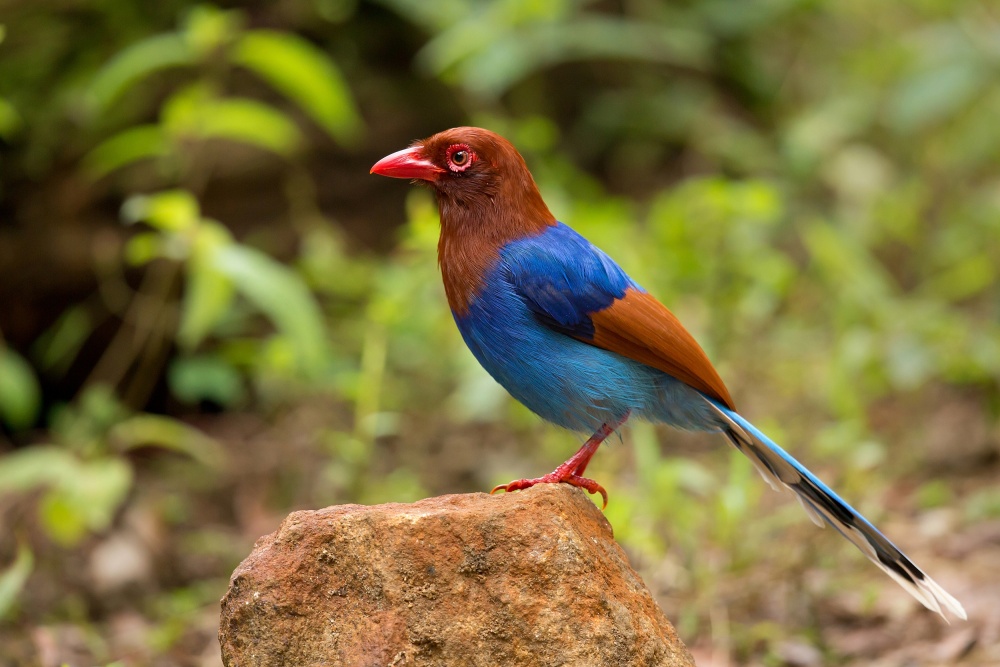 Sri Lanka blue magpie von Milan Zygmunt