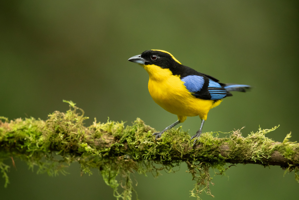 Blue-winged mountain tanager von Milan Zygmunt