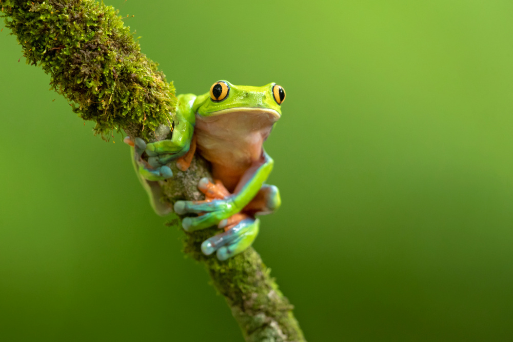 Blue-sided leaf frog von Milan Zygmunt