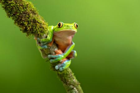 Blue-sided leaf frog