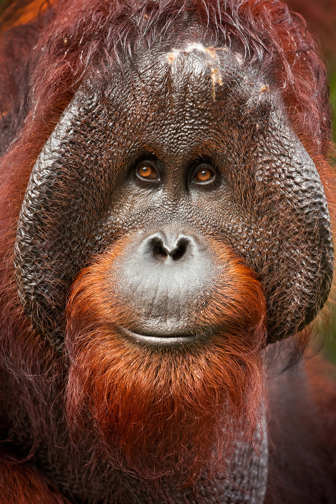 Bornean orangutan von Milan Zygmunt