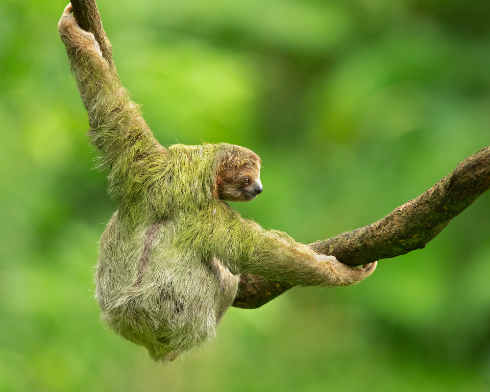 Brown-throated sloth von Milan Zygmunt