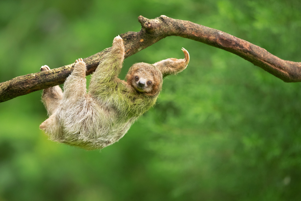 Brown-throated sloth von Milan Zygmunt