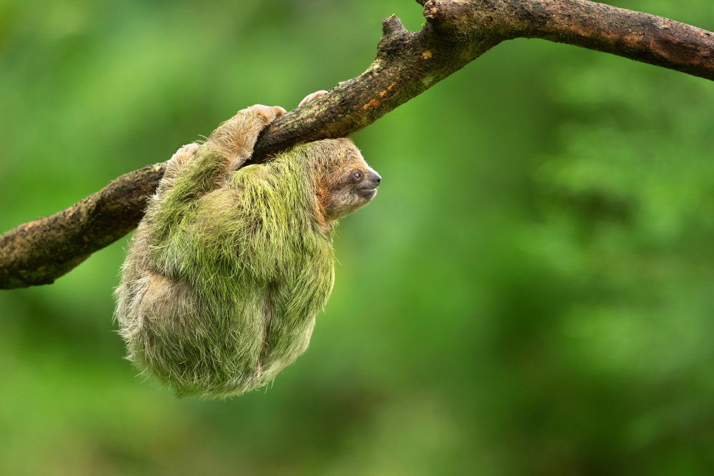 Brown-throated sloth von Milan Zygmunt