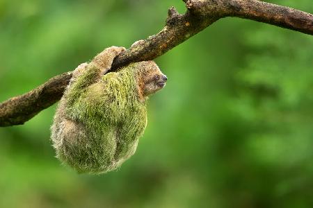 Brown-throated sloth